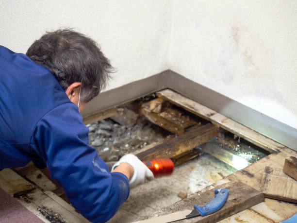 Best Mold Cleaning Services  in Weston Lakes, TX