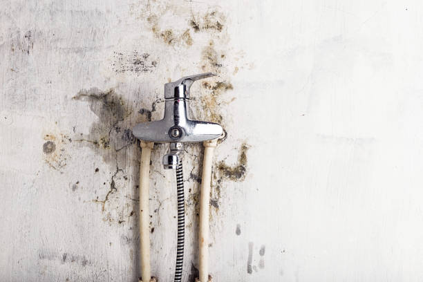Best Fast Mold Removal  in Weston Lakes, TX
