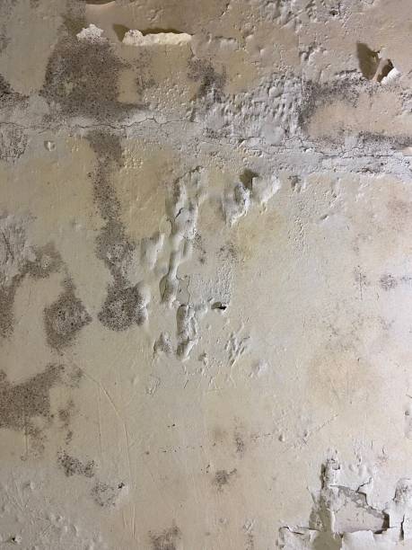 Best Professional Mold Removal  in Weston Lakes, TX