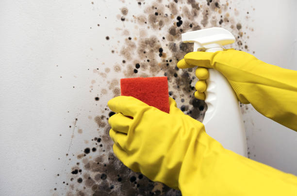 Best Mold Removal Company Near Me  in Weston Lakes, TX