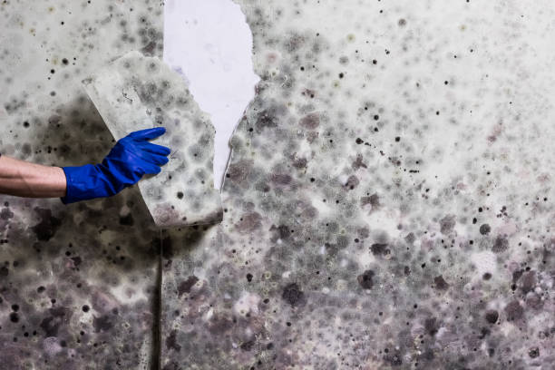 Best Attic Mold Removal  in Weston Lakes, TX