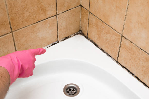 Best Fast Mold Removal  in Weston Lakes, TX